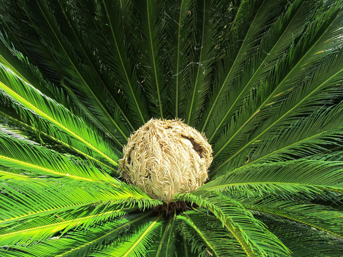 Cultivated Hearts of Palm and their Positive Impact Socially and Environmentally